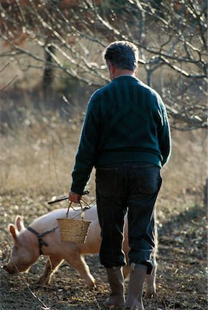 plantation farmer - Pig looking for truffles Stock Photo - Rights-Managed, Code: 825-02307771