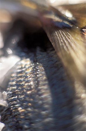 écailles de poisson Photographie de stock - Rights-Managed, Code: 825-02307832