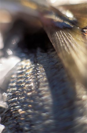 escama - fish scales Foto de stock - Con derechos protegidos, Código: 825-02307832