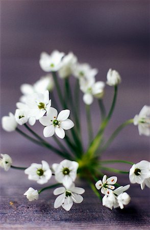 ramson - Bear's garlic Stock Photo - Rights-Managed, Code: 825-02308179