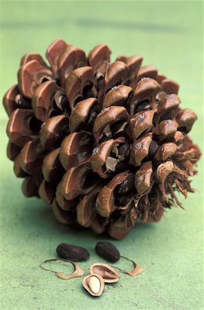 pine tree one not snow not people - Open fir cone Stock Photo - Rights-Managed, Code: 825-02308213