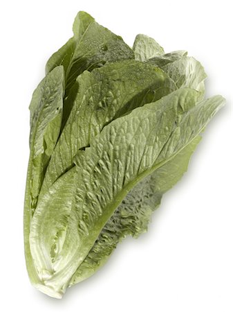 Romaine lettuce Stock Photo - Rights-Managed, Code: 825-02308673