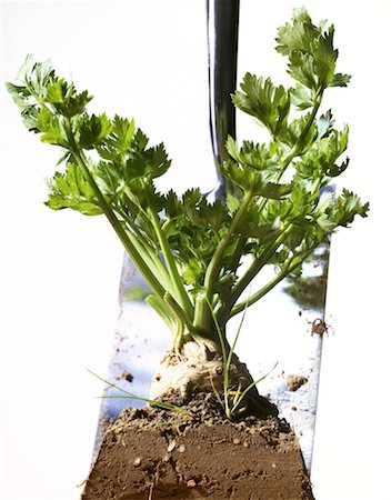 dig up - Raw celery Foto de stock - Con derechos protegidos, Código: 825-02302606