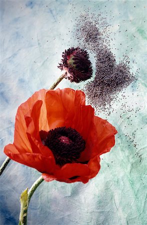 poppy seed - Poppy flower and seeds Stock Photo - Rights-Managed, Code: 825-02302656