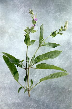 sage flower - Sage Foto de stock - Con derechos protegidos, Código: 825-02302658