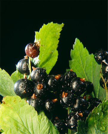 blackcurrants Stock Photo - Rights-Managed, Code: 825-02303410