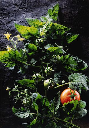 tomato plant and flower against granite Foto de stock - Con derechos protegidos, Código: 825-02303825