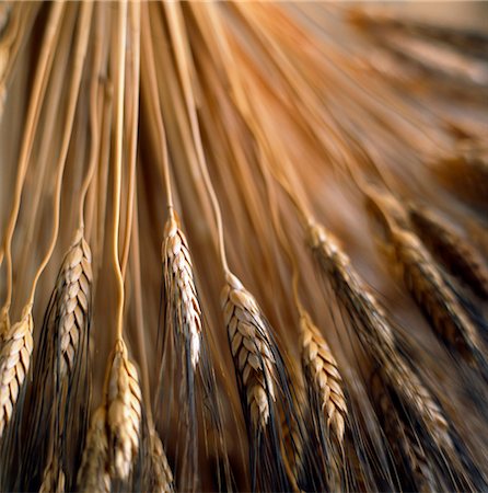 Ears of ripe barley Foto de stock - Con derechos protegidos, Código: 825-03627176