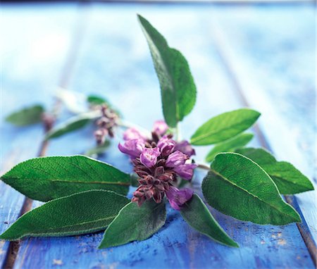 salvia - Sage with flower Foto de stock - Con derechos protegidos, Código: 825-03627241