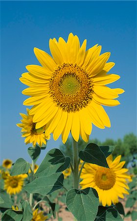 sun flowers sky - Sunflower Stock Photo - Rights-Managed, Code: 825-03627647