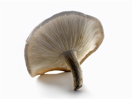 Fairy ring mushroom Stock Photo - Rights-Managed, Code: 825-03627672