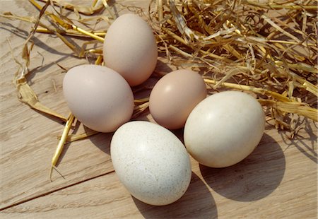simsearch:825-02307775,k - Selection of eggs:turkey,duck,hen,guinea-fowl,small hen Foto de stock - Direito Controlado, Número: 825-03627884