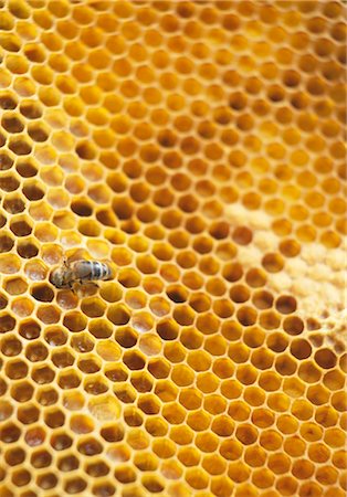 Honeycomb Stock Photo - Rights-Managed, Code: 825-03628188