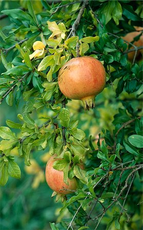 simsearch:825-03626863,k - Pomegranates on the tree Stock Photo - Rights-Managed, Code: 825-03628194