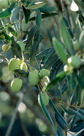 Olives on the tree Stock Photo - Rights-Managed, Code: 825-03628195