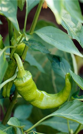 pimiento verde - Green pepper on the plant Foto de stock - Con derechos protegidos, Código: 825-03628197