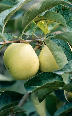 Chantecler apples on the tree Stock Photo - Rights-Managed, Code: 825-03628204