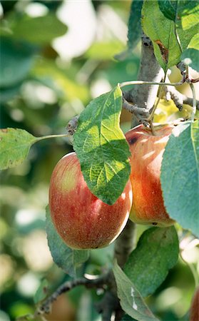 Wellspur apples on the tree Stock Photo - Rights-Managed, Code: 825-03628205