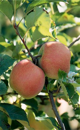 Pinklady apples on the tree Stock Photo - Rights-Managed, Code: 825-03628206