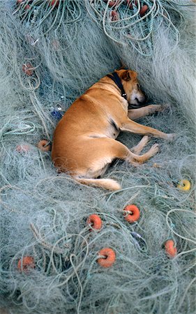 dog sleeping - Dog sleeping on a fishing net Stock Photo - Rights-Managed, Code: 825-03628397