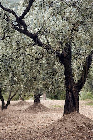 simsearch:825-03626863,k - Olive trees Stock Photo - Rights-Managed, Code: 825-03628632