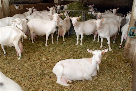 Goats Stock Photo - Rights-Managed, Code: 825-03628785