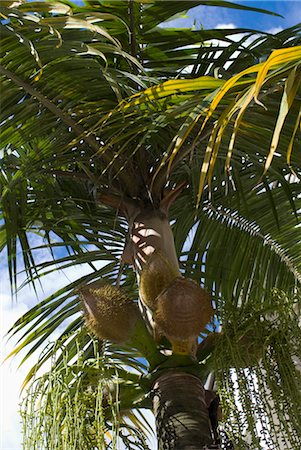 Coconuts on the tree Stock Photo - Rights-Managed, Code: 825-03628919