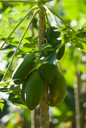 Papayas on the tree Stock Photo - Rights-Managed, Code: 825-03628925