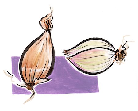 silhouette drawing - Shallots Stock Photo - Rights-Managed, Code: 825-03629191