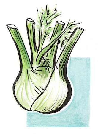 drawing vegetables - Fennel Foto de stock - Con derechos protegidos, Código: 825-03629193