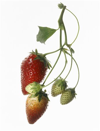 strawberry silo - Strawberry Stock Photo - Rights-Managed, Code: 825-03629240