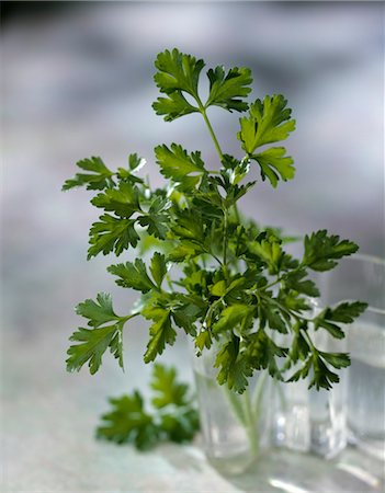 simsearch:825-05986051,k - Fresh parsley Stock Photo - Rights-Managed, Code: 825-03629509