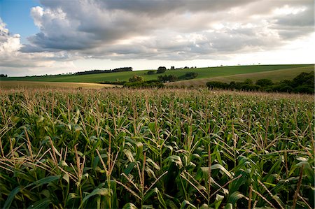 rio grande do sul - Corn Fields In Santa Barbara Do Sul, Rio Grande Do Sul, Brazil Stock Photo - Rights-Managed, Code: 832-08007484