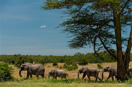 elefantito - Line of elephants walking past acacia tree in Ol Pejeta Conservancy; Kenya Foto de stock - Con derechos protegidos, Código: 832-08007539