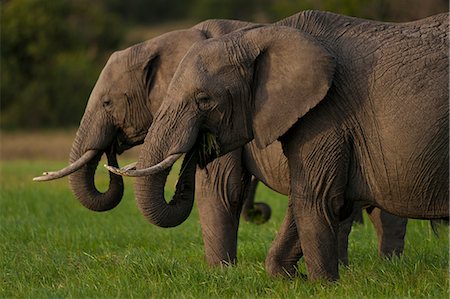 Elephants eating grass, Ol Pejeta Conservancy; Kenya Foto de stock - Con derechos protegidos, Código: 832-08007531