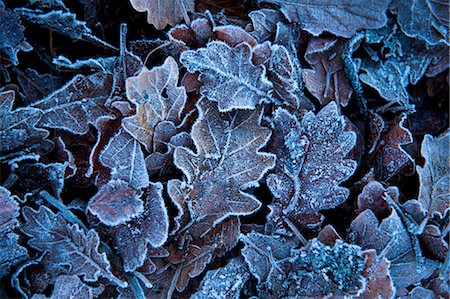 simsearch:632-08227527,k - Leaves covered in frost, Resipol, Ardnamurchan peninsula; Highlands, Scotland Foto de stock - Con derechos protegidos, Código: 832-08007562