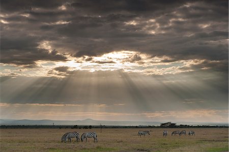 Zebra feeding on grassland in front of dramatic clouds at dusk, Ol Pejeta Conservancy; Kenya Foto de stock - Con derechos protegidos, Código: 832-08007576