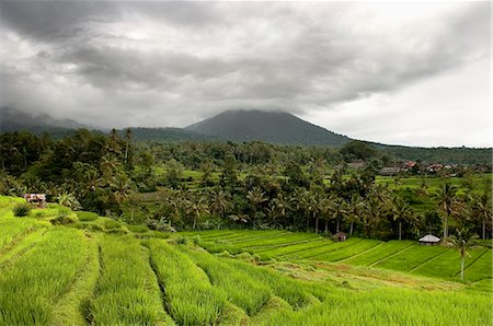 Indonesia, Landscape With Rice Terrace And Forest; Bali Foto de stock - Con derechos protegidos, Código: 832-08007587