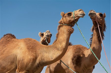 Camels For Sale In Camel Market; Al Ain, Abu Dhabi, United Arab Emirates Stock Photo - Rights-Managed, Code: 832-08007653