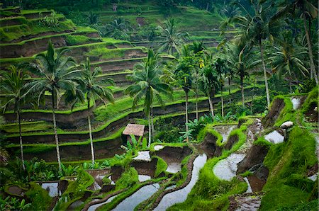 View Of Rice Terraces; Ubud, Bali, Indonesia Stockbilder - Lizenzpflichtiges, Bildnummer: 832-08007669