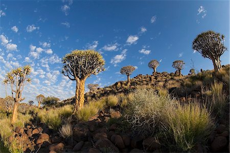 quiver tree - Quiver Tree With Cirrocumulus Floccus, Wide Angle; Namibia Foto de stock - Con derechos protegidos, Código: 832-08007698