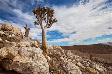 simsearch:832-08007596,k - Alive Quiver Tree Among Dead Peers; Namibia Photographie de stock - Rights-Managed, Code: 832-08007700