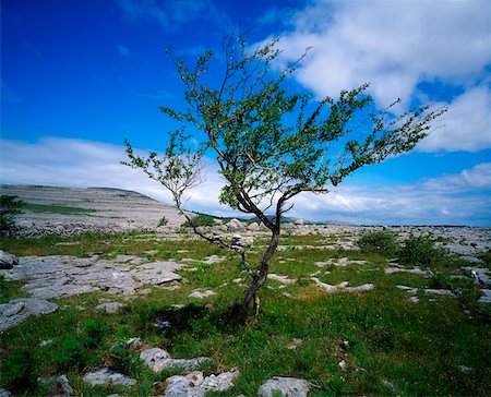 Individual Trees, Tree In The Burren, Co Clare Stock Photo - Rights-Managed, Code: 832-02254083