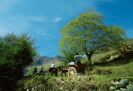 five animals - Co Kerry, Killarney, Gap of Dunloe Stock Photo - Rights-Managed, Code: 832-02254101