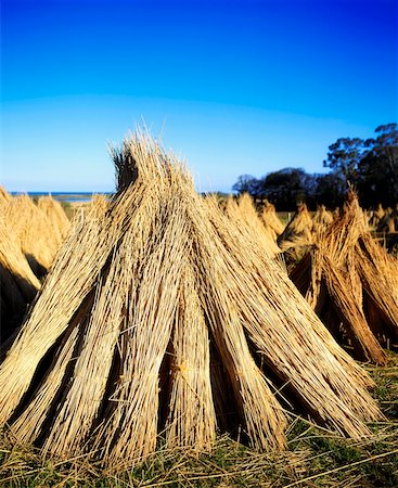 paille (végétation) - Agriculture traditionnelle, toits de roseaux Photographie de stock - Rights-Managed, Code: 832-02254210