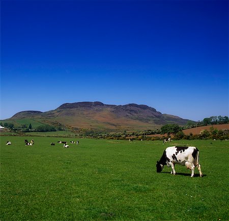 Dairy Cattle, Cooley Peninsula, Co Louth, Ireland Fotografie stock - Rights-Managed, Codice: 832-02254328