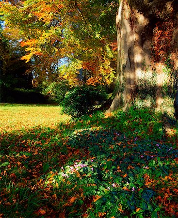 Fernhill Gärten Co Dublin, Cycleman unter Rotbuche, Herbst Stockbilder - Lizenzpflichtiges, Bildnummer: 832-02254428