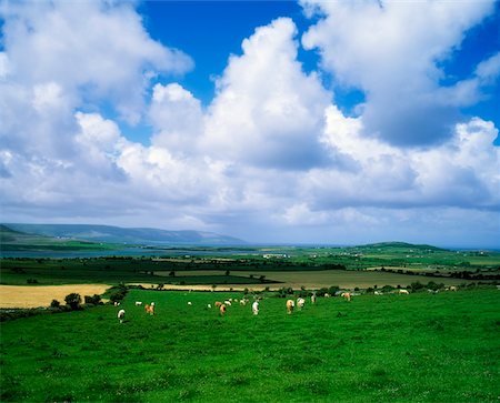 Cattle, near Bellharbour, Co Clare, Ireland Foto de stock - Con derechos protegidos, Código: 832-02254628