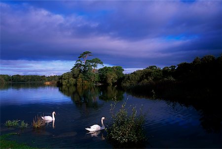 Lough Leane, Killarney, Co Kerry, Ireland Fotografie stock - Rights-Managed, Codice: 832-02254771