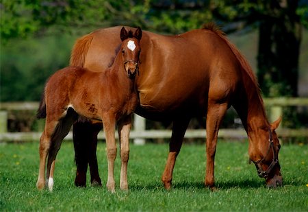 pâturage - Chevaux jument poulain, & -France Photographie de stock - Rights-Managed, Code: 832-02254827